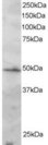 IRF2 Antibody - Antibody staining (2 ug/ml) of Jurkat lysate (RIPA buffer, 30 ug total protein per lane). Primary incubated for 1 hour. Detected by Western blot of chemiluminescence.