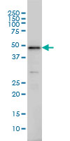 IRF2 Antibody - IRF2 monoclonal antibody (M02), clone 3B5 Western blot of IRF2 expression in HeLa NE.