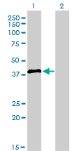 IRF2 Antibody - Western blot of IRF2 expression in transfected 293T cell line by IRF2 monoclonal antibody (M02), clone 3B5.
