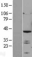 IRF2 Protein - Western validation with an anti-DDK antibody * L: Control HEK293 lysate R: Over-expression lysate