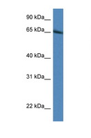 IRF2BP1 Antibody - IRF2BP1 antibody Western blot of Rat Liver lysate. Antibody concentration 1 ug/ml. This image was taken for the unconjugated form of this product. Other forms have not been tested.