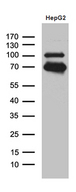 IRF2BP1 Antibody - Western blot analysis of extracts. (35ug) from HepG2 cell line by using anti-IRF2BP1 monoclonal antibody. (1:500)