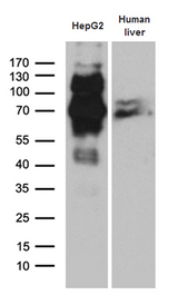 IRF2BP1 Antibody - Western blot analysis of extracts. (35ug) from HepG2 cell line human liver tissue lysate by using anti-IRF2BP1 monoclonal antibody. (1:500)