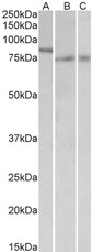 IRF2BP1 Antibody - Goat Anti-IRF2BP1 (aa461-474) Antibody (1µg/ml) staining of nuclear NIH3T3 lysate (A) and of Mouse (B) and Rat (C) Colon lysates (35µg protein in RIPA buffer). Primary incubation was 1 hour. Detected by chemiluminescencence.