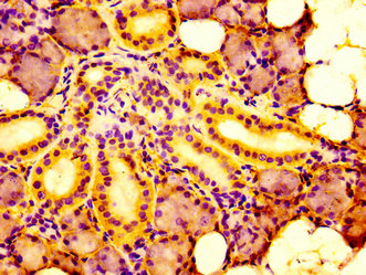 IRF2BP1 Antibody - Immunohistochemistry image at a dilution of 1:100 and staining in paraffin-embedded human salivary gland tissue performed on a Leica BondTM system. After dewaxing and hydration, antigen retrieval was mediated by high pressure in a citrate buffer (pH 6.0) . Section was blocked with 10% normal goat serum 30min at RT. Then primary antibody (1% BSA) was incubated at 4 °C overnight. The primary is detected by a biotinylated secondary antibody and visualized using an HRP conjugated SP system.