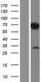 IRF2BP1 Protein - Western validation with an anti-DDK antibody * L: Control HEK293 lysate R: Over-expression lysate