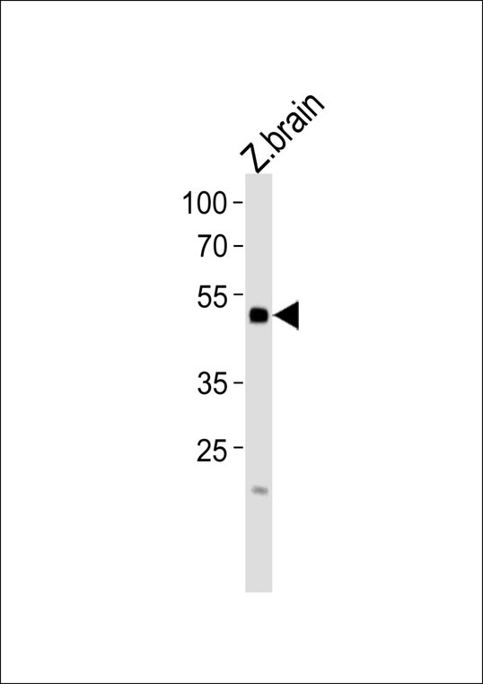 IRF2BP2 Antibody - Western blot of lysate from zebra fish brain tissue lysate with (DANRE) irf2bp2b Antibody. Antibody was diluted at 1:1000. A goat anti-rabbit IgG H&L (HRP) at 1:5000 dilution was used as the secondary antibody. Lysate at 35 ug.