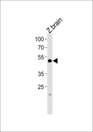 IRF2BP2 Antibody - Western blot of lysate from zebra fish brain tissue lysate with (DANRE) irf2bp2b Antibody. Antibody was diluted at 1:1000. A goat anti-rabbit IgG H&L (HRP) at 1:5000 dilution was used as the secondary antibody. Lysate at 35 ug.