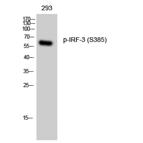 IRF3 Antibody - Western blot of Phospho-IRF-3 (S385) antibody