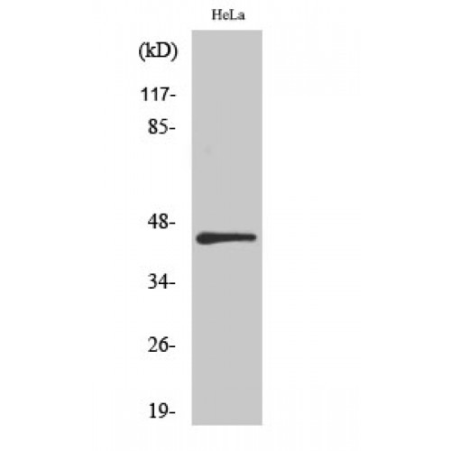 IRF3 Antibody - Western blot of IRF-3 antibody
