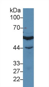 IRF3 Antibody - Western Blot; Sample: Human Jurkat cell lysate; Primary Ab: 3µg/ml Rabbit Anti-Human IRF3 Antibody Second Ab: 0.2µg/mL HRP-Linked Caprine Anti-Rabbit IgG Polyclonal Antibody