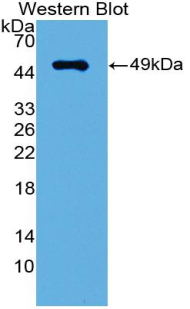 IRF3 Antibody - Western blot of recombinant IRF3 / IRF-3.