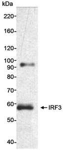 IRF3 Antibody - Detection of Human IRF3 by Western Blot. Sample: Nuclear extract (25 ug) from HeLa cells. Antibody: Affinity purified rabbit anti-IRF3 antibody used at 0.33 ug/ml. Detection: Chemiluminescence with an exposure time of 5 minutes.