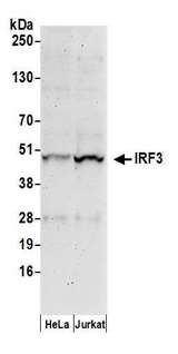IRF3 Antibody - Detection of human IRF3 by western blot. Samples: Whole cell lysate (50 µg) from HeLa and Jurkat cells prepared using NETN lysis buffer. Antibody: Affinity purified rabbit anti-IRF3 antibody used for WB at 0.2 µg/ml. Detection: Chemiluminescence with an exposure time of 3 minutes.
