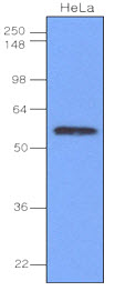 IRF3 Antibody - Cell lysates of HeLa(40 ug) were resolved by SDS-PAGE, transferred to NC membrane and probed with anti-human IRF-3 (1:1000). Proteins were visualized using a goat anti-mouse secondary antibody conjugated to HRP and an ECL detection system.