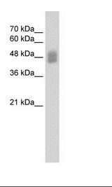 IRF3 Antibody - HepG2 Cell Lysate.  This image was taken for the unconjugated form of this product. Other forms have not been tested.