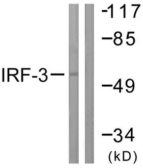 IRF3 Antibody - Western blot analysis of lysates from K562 cells, using IRF3 Antibody. The lane on the right is blocked with the synthesized peptide.
