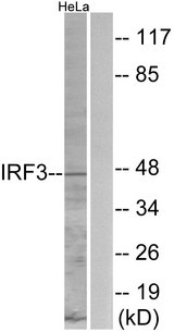 IRF3 Antibody - Western blot analysis of lysates from HeLa cells, using IRF3 Antibody. The lane on the right is blocked with the synthesized peptide.
