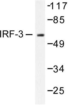 IRF3 Antibody - Western blot of IRF-3 (A379) pAb in extracts from K562 cells.