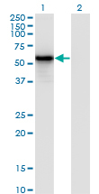 IRF3 Antibody - Western Blot analysis of IRF3 expression in transfected 293T cell line by IRF3 monoclonal antibody (M10), clone 3C8.Lane 1: IRF3 transfected lysate(47.2 KDa).Lane 2: Non-transfected lysate.
