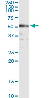 IRF3 Antibody - Immunoprecipitation of IRF3 transfected lysate using anti-IRF3 monoclonal antibody and Protein A Magnetic Bead, and immunoblotted with IRF3 rabbit polyclonal antibody.