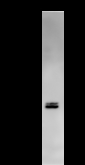 IRF3 Antibody - Immunoprecipitation: RIPA lysate of HeLa cells was incubated with anti-IRF3 mAb. Predicted molecular weight: 47 kDa