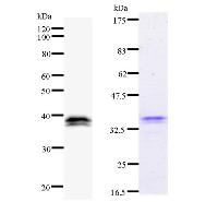 IRF3 Antibody - Left : Western blot analysis of immunized recombinant protein, using anti-IRF3 monoclonal antibody. Right : CBB staining of immunized recombinant protein.