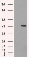 IRF3 Antibody - HEK293T cells were transfected with the pCMV6-ENTRY control (Left lane) or pCMV6-ENTRY IRF3 (Right lane) cDNA for 48 hrs and lysed. Equivalent amounts of cell lysates (5 ug per lane) were separated by SDS-PAGE and immunoblotted with anti-IRF3.