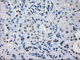 IRF3 Antibody - IHC of paraffin-embedded Kidney tissue using anti-IRF3 mouse monoclonal antibody. (Dilution 1:50).