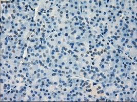 IRF3 Antibody - IHC of paraffin-embedded pancreas tissue using anti-IRF3 mouse monoclonal antibody. (Dilution 1:50).
