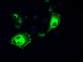 IRF3 Antibody - Anti-IRF3 mouse monoclonal antibody  immunofluorescent staining of COS7 cells transiently transfected by pCMV6-ENTRY IRF3.