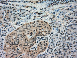 IRF3 Antibody - Immunohistochemical staining of paraffin-embedded pancreas tissue using anti-IRF3 mouse monoclonal antibody. (Dilution 1:50).