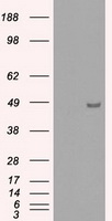 IRF3 Antibody - HEK293T cells were transfected with the pCMV6-ENTRY control (Left lane) or pCMV6-ENTRY IRF3 (Right lane) cDNA for 48 hrs and lysed. Equivalent amounts of cell lysates (5 ug per lane) were separated by SDS-PAGE and immunoblotted with anti-IRF3.