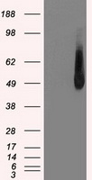 IRF3 Antibody - HEK293T cells were transfected with the pCMV6-ENTRY control (Left lane) or pCMV6-ENTRY IRF3 (Right lane) cDNA for 48 hrs and lysed. Equivalent amounts of cell lysates (5 ug per lane) were separated by SDS-PAGE and immunoblotted with anti-IRF3.