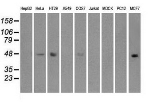 IRF3 Antibody - Western blot analysis of extracts (35ug) from 9 different cell lines by using anti-anti-IRF3monoclonal antibody.