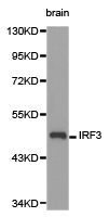IRF3 Antibody - Western blot of extracts of brain cell lines, using IRF3 antibody.