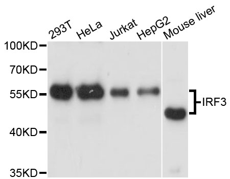 IRF3 Antibody - Western blot analysis of extracts of various cell lines, using IRF3 antibody at 1:3000 dilution. The secondary antibody used was an HRP Goat Anti-Rabbit IgG (H+L) at 1:10000 dilution. Lysates were loaded 25ug per lane and 3% nonfat dry milk in TBST was used for blocking. An ECL Kit was used for detection and the exposure time was 1s.