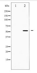 IRF3 Antibody - Western blot of IRF3 expression in K562 whole cell lysates,The lane on the left is treated with the antigen-specific peptide.