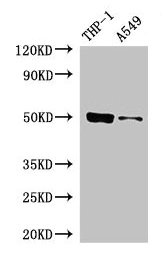 IRF3 Antibody - Western Blot Positive WB detected in: THP-1 whole cell lysate, A549 whole cell lysate All lanes: IRF3 antibody at 5µg/ml Secondary Goat polyclonal to rabbit IgG at 1/50000 dilution Predicted band size: 48, 34, 17, 50, 13 kDa Observed band size: 48 kDa