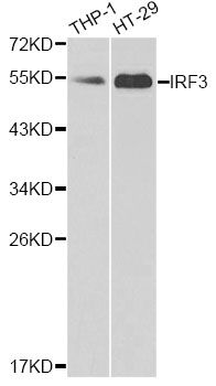 IRF3 Antibody - Western blot analysis of extracts of various cell lines, using IRF3 antibody at 1:1000 dilution. The secondary antibody used was an HRP Goat Anti-Rabbit IgG (H+L) at 1:10000 dilution. Lysates were loaded 25ug per lane and 3% nonfat dry milk in TBST was used for blocking.