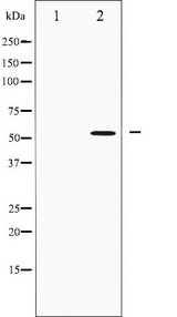 IRF3 Antibody - Western blot analysis of IRF3 expression in K562 whole cells lysates. The lane on the left is treated with the antigen-specific peptide.