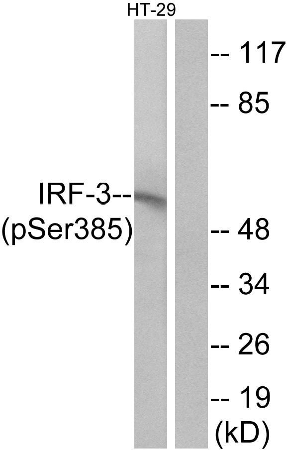 IRF3 Antibody - Western blot analysis of lysates from HT29 cells treated with INSULIN 0.01U/ML 15', using IRF-3 (Phospho-Ser385) Antibody. The lane on the right is blocked with the phospho peptide.