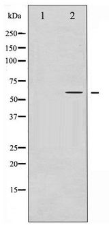 IRF3 Antibody - Western blot of IRF-3 phosphorylation expression in Insulin treated HT29 whole cell lysates,The lane on the left is treated with the antigen-specific peptide.