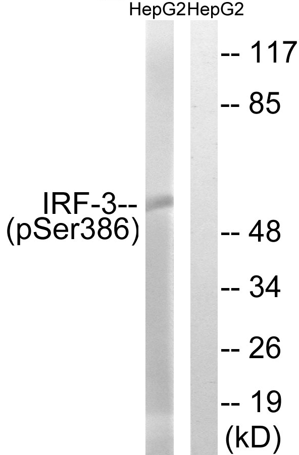 IRF3 Antibody - Western blot analysis of lysates from HepG2 cells treated with EGF 200ng/ml 30', using IRF-3 (Phospho-Ser386) Antibody. The lane on the right is blocked with the phospho peptide.