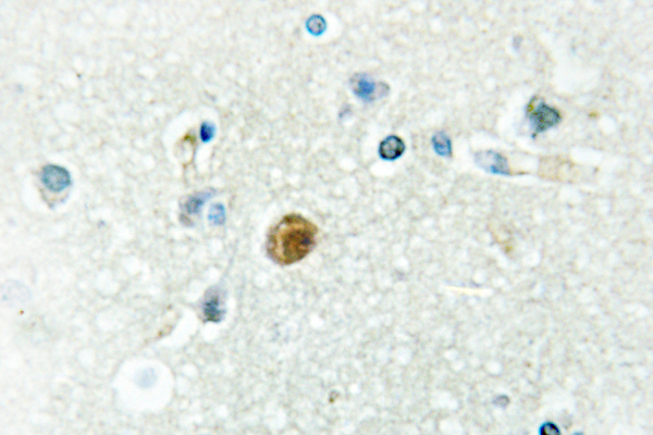IRF3 Antibody - IHC of IRF-3 (V391) pAb in paraffin-embedded human brain tissue.