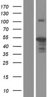 IRF3 Protein - Western validation with an anti-DDK antibody * L: Control HEK293 lysate R: Over-expression lysate