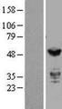 IRF3 Protein - Western validation with an anti-DDK antibody * L: Control HEK293 lysate R: Over-expression lysate