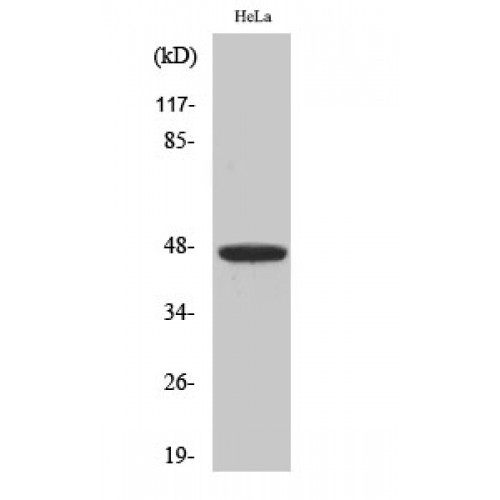 IRF4 Antibody - Western blot of IRF-4 antibody