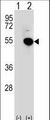 IRF4 Antibody - Western blot of IRF4 (arrow) using rabbit polyclonal IRF4 Antibody. 293 cell lysates (2 ug/lane) either nontransfected (Lane 1) or transiently transfected (Lane 2) with the IRF4 gene.