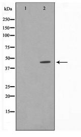IRF4 Antibody - Western blot of HeLa cell lysate using IRF4 Antibody
